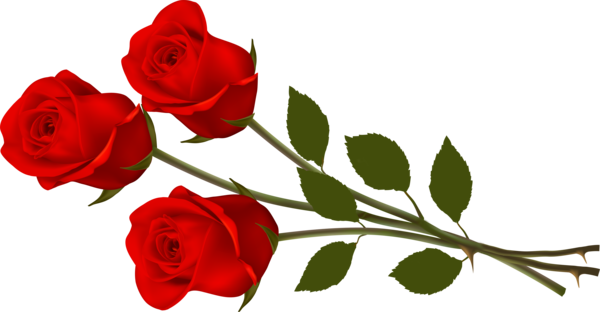 Transparent Rose Document Presentation Petal Plant for Valentines Day