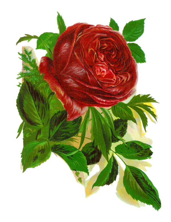 Transparent Rose Drawing Flower Garden Roses for Valentines Day