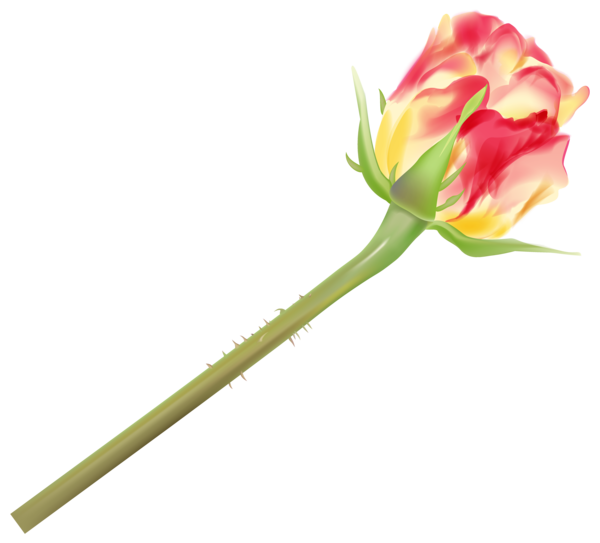 Transparent Rose Bud Flower Pink Plant for Valentines Day