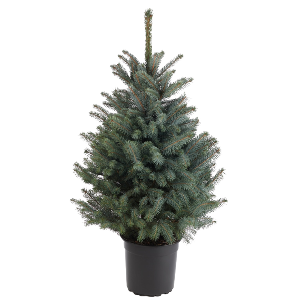 Transparent Spruce Christmas Ornament Fir Pine Family for Christmas