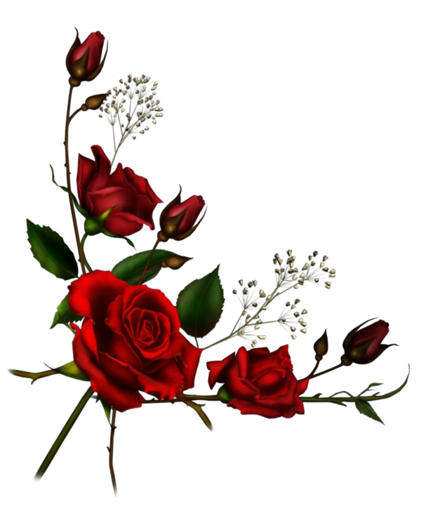 Transparent Garden Roses Flower Rose Family Red for Valentines Day
