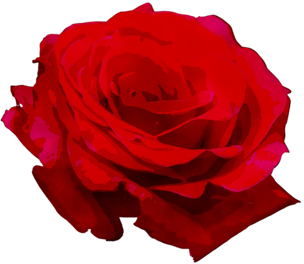 Transparent Garden Roses Cabbage Rose Floribunda Red for Valentines Day