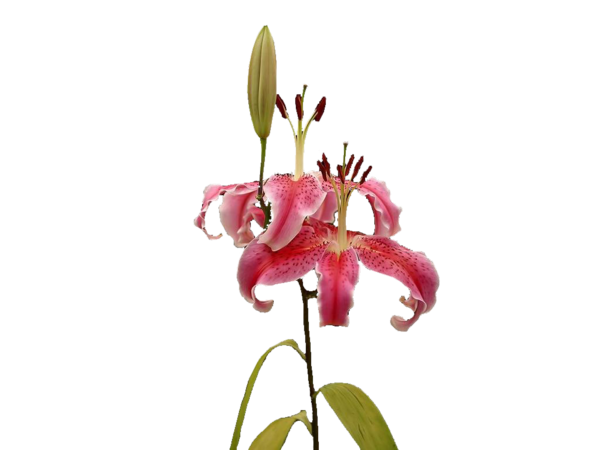 Transparent Floral Design Lilium Raster Graphics Pink Plant for Valentines Day