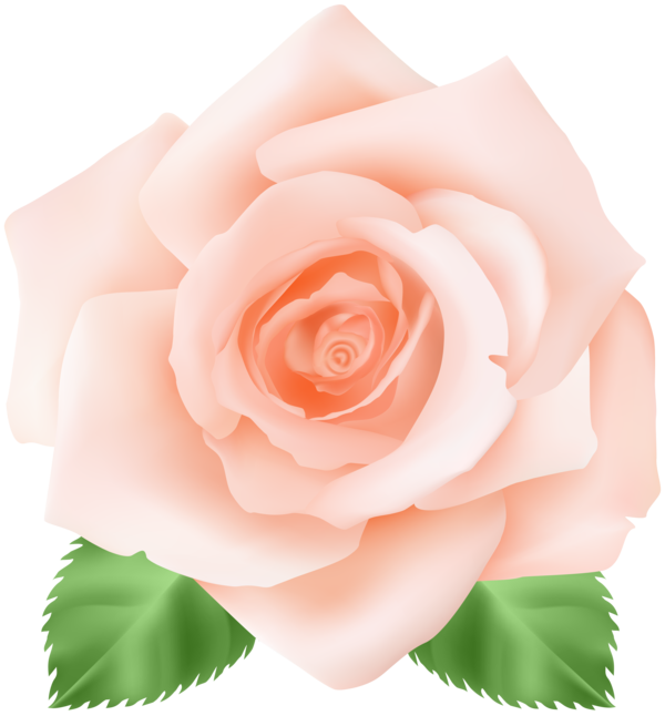 Transparent Centifolia Roses Flower Garden Roses Pink for Valentines Day