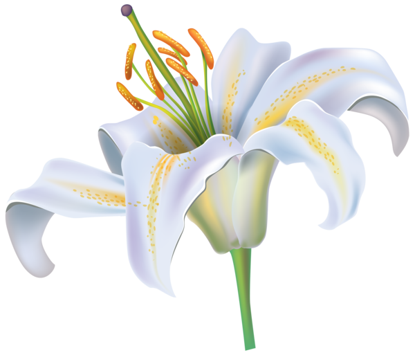 Transparent Easter Lily Tiger Lily Lilium Candidum Iris Plant for Easter