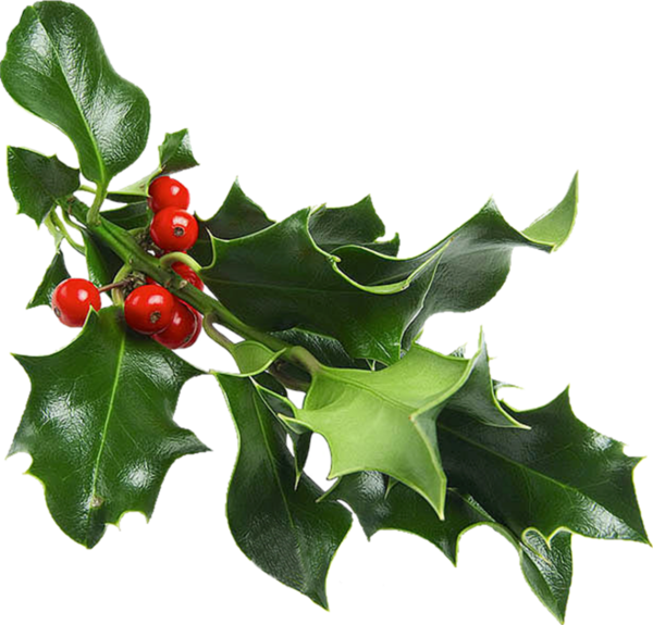 Transparent Christmas Mistletoe Christmas And Holiday Season Aquifoliaceae Holly for Christmas