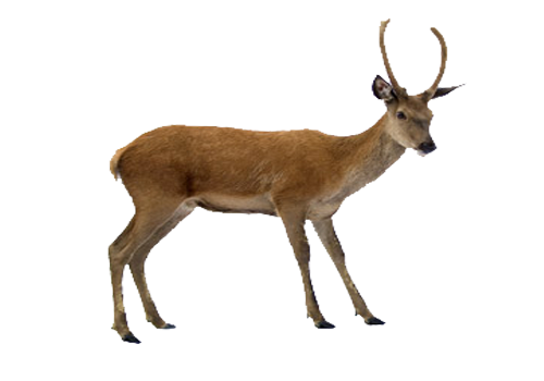 Transparent Deer Whitetailed Deer Moose Antelope Musk Deer for Christmas