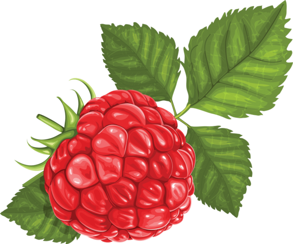 Transparent Raspberry Red Raspberry Berry Natural Foods Fruit for Valentines Day