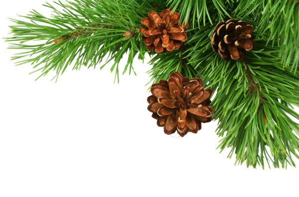 Transparent Christmas Pine Christmas Tree Fir Pine Family for Christmas