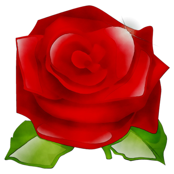 Transparent Garden Roses Cabbage Rose Floribunda Rose for Valentines Day