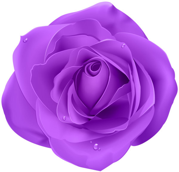 Transparent Rose Purple Blue Rose Petal Flower for Valentines Day