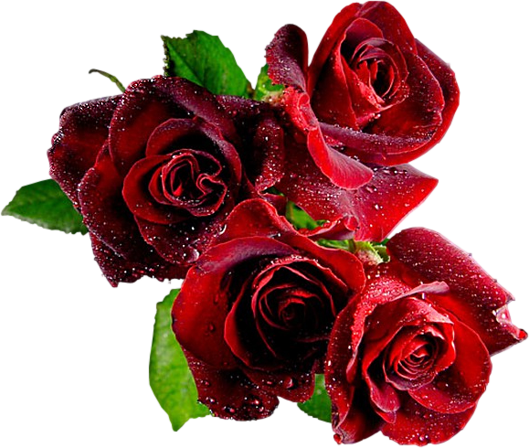 Transparent Animation Rose Love Flower for Valentines Day