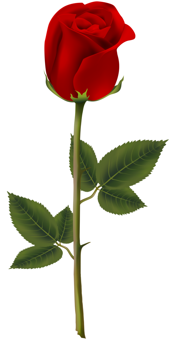 Transparent Rose Black Rose Blue Rose Flower Plant for Valentines Day