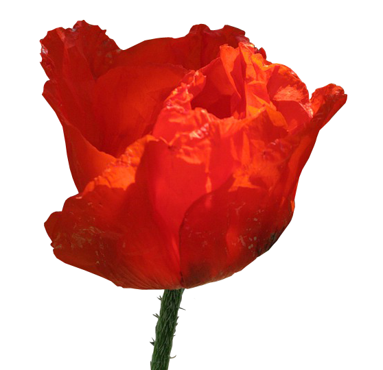 Transparent Garden Roses Flower Common Poppy Red for Valentines Day