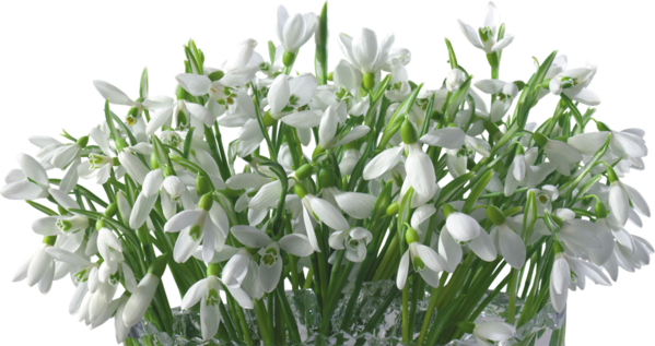 Transparent Snowdrop Flower Raster Graphics Galanthus for Easter