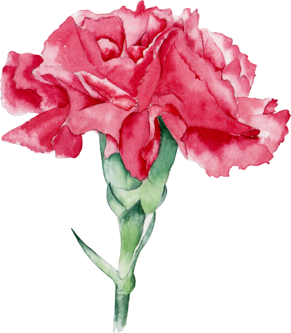 Transparent Watercolor Flowers Watercolor Painting Garden Roses Pink Plant for Valentines Day