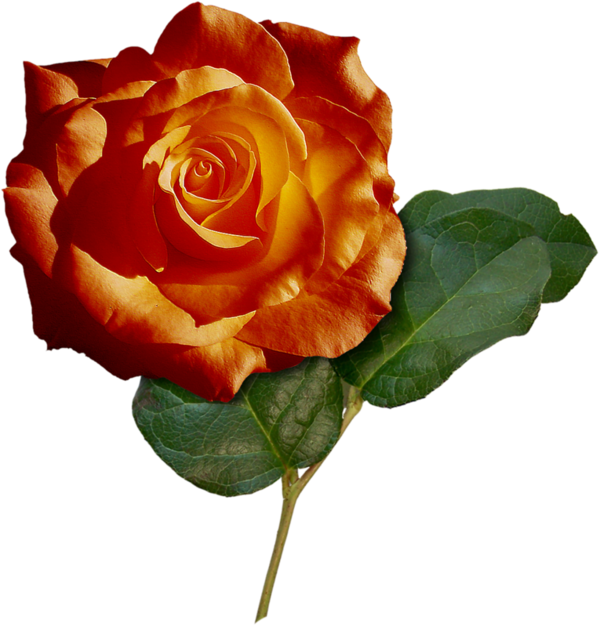 Transparent Ipomoea Nil Flower Garden Roses Petal Plant for Valentines Day