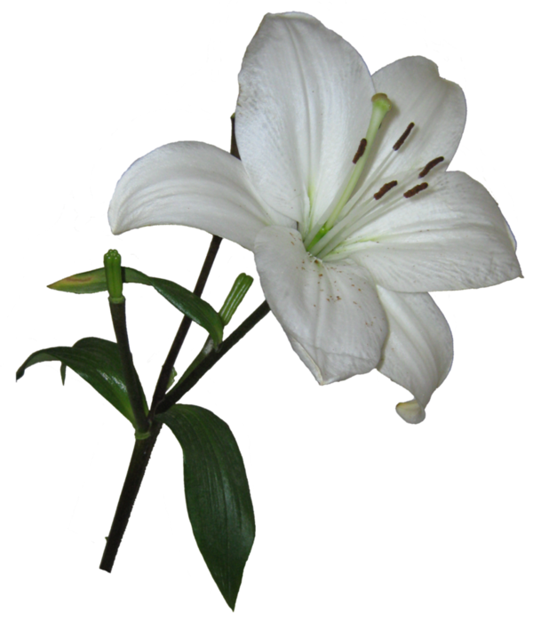 Transparent Easter Lily Lilium Candidum Arumlily Plant Flower for Easter