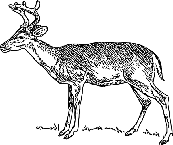 Transparent Deer Whitetailed Deer Moose Line Art Wildlife for Christmas