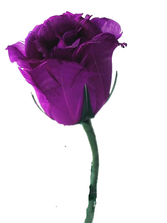 Transparent Rose Flower Violet Petal Plant for Valentines Day