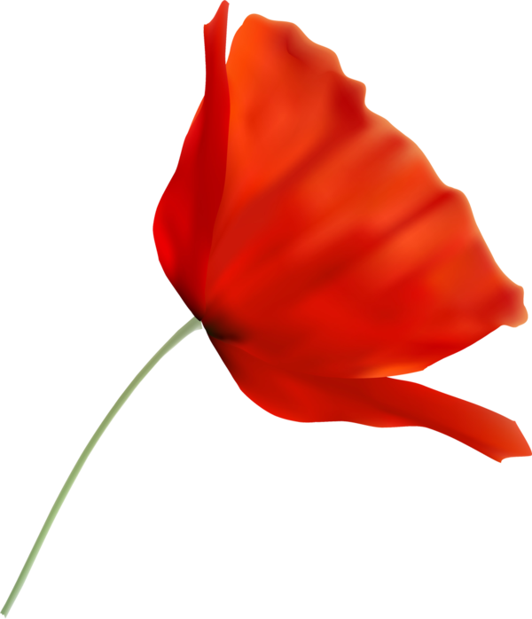 Transparent Flower Poppy Rose Plant for Valentines Day