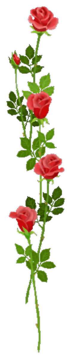 Transparent Flower Garden Roses Rosaceae Plant for Valentines Day