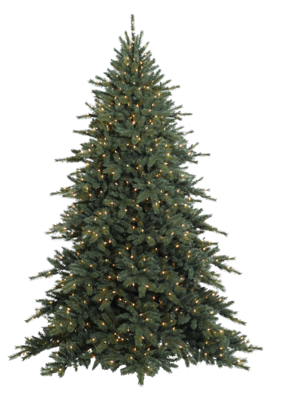 Transparent Fraser Fir Balsam Fir Tree Fir Pine Family for Christmas