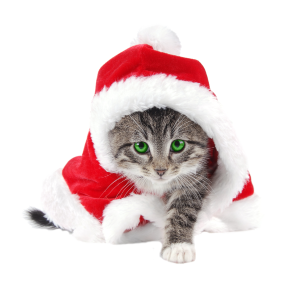 Transparent Santa Claus Cat Kitten Christmas Ornament Whiskers for Christmas