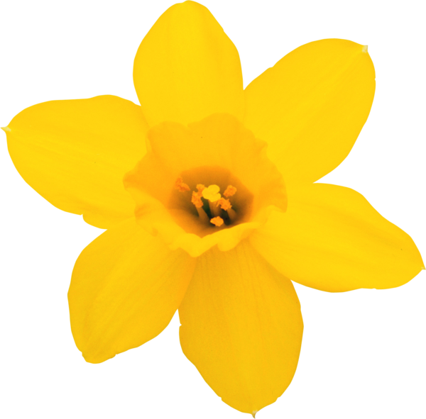 Transparent Daffodil Flower Narcissus Plant for Easter
