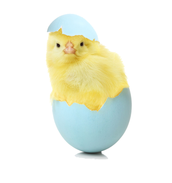 Transparent Chicken Egg Chicken Egg Yellow for Easter