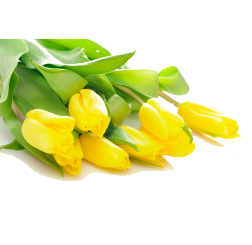 Transparent Tulip Flower Yellow Plant for Valentines Day