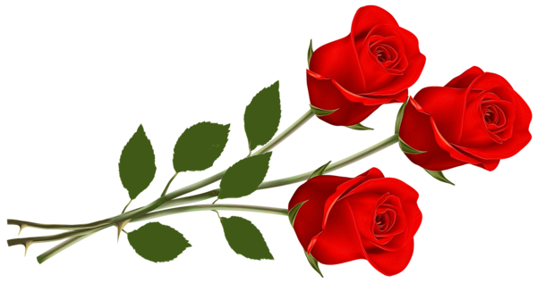 Transparent Video Mpeg4 Youtube Flower Red for Valentines Day