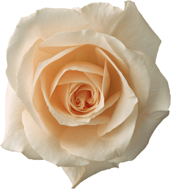 Transparent Color Rose Black And White Petal Flower for Valentines Day