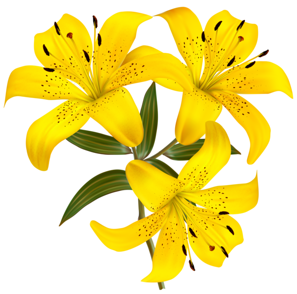 Transparent Hemerocallis Fulva Lilium Bulbiferum Tiger Lily Plant Flower for Easter