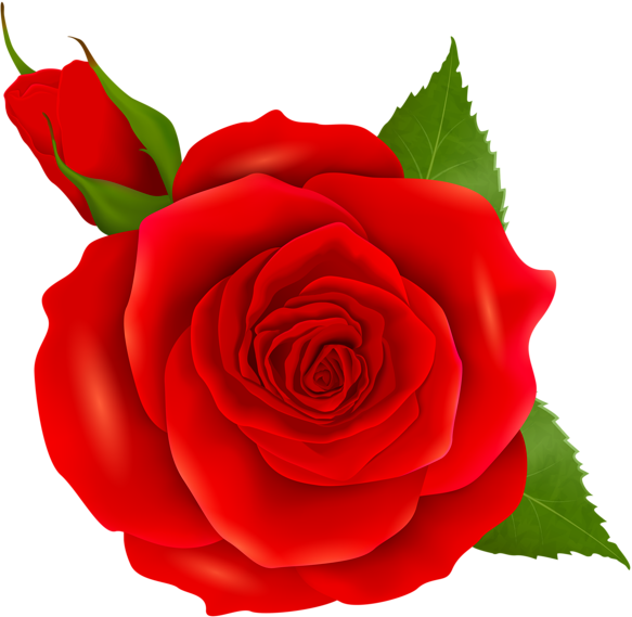 Transparent Blue Rose Garden Roses Blue Flower Flower Rose for Valentines Day