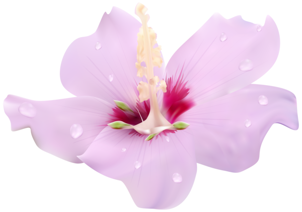 Transparent Flower Hibiscus Pink for Valentines Day