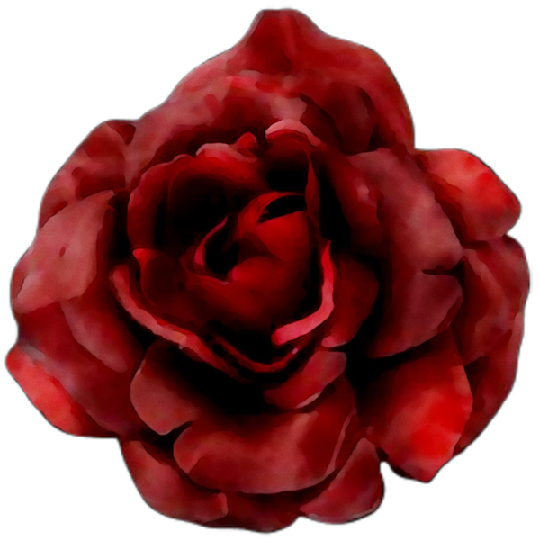 Transparent Garden Roses Cabbage Rose Floribunda Red for Valentines Day