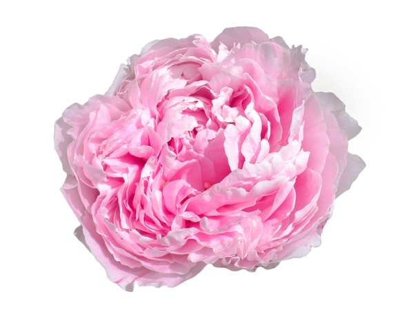Transparent Peony Flower Pink Plant for Valentines Day