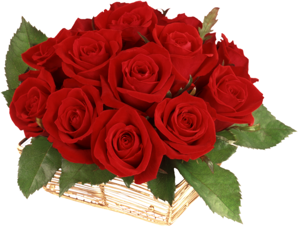 Transparent Rose Garden Roses Flower Petal Plant for Valentines Day
