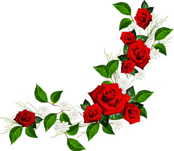 Transparent Flower Rose Red Petal Plant for Valentines Day