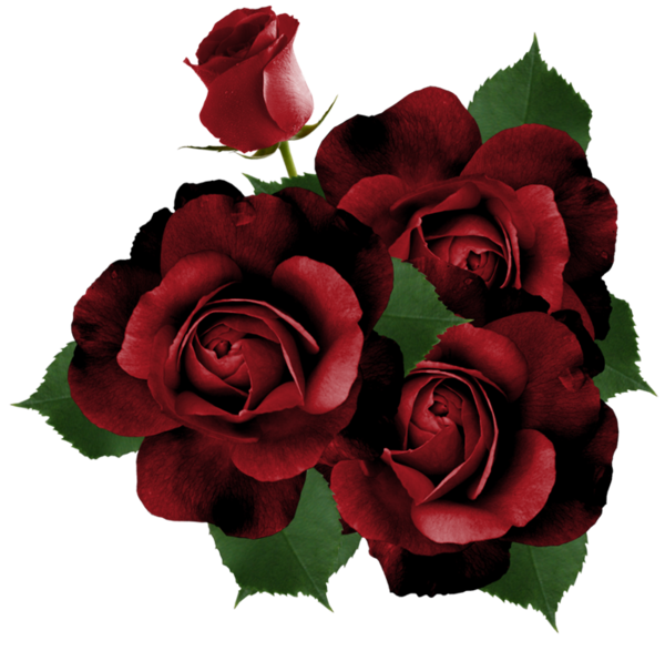 Transparent Rose Garden Roses Flower for Valentines Day