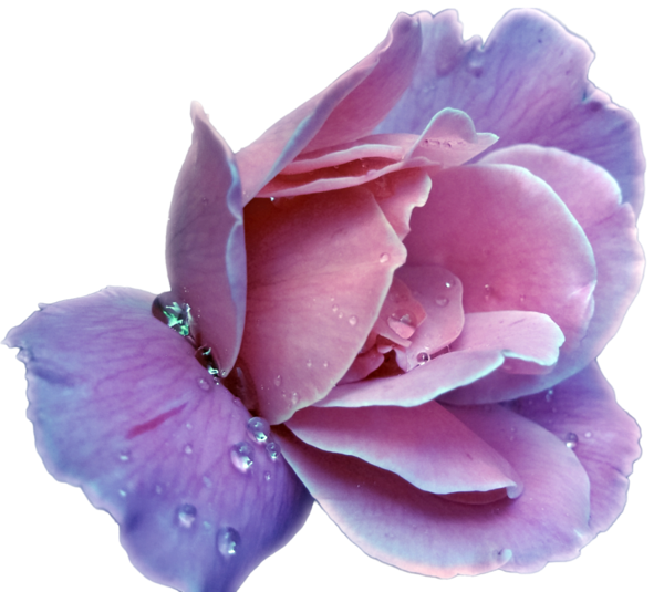 Transparent Lavender Flower Purple Pink for Valentines Day