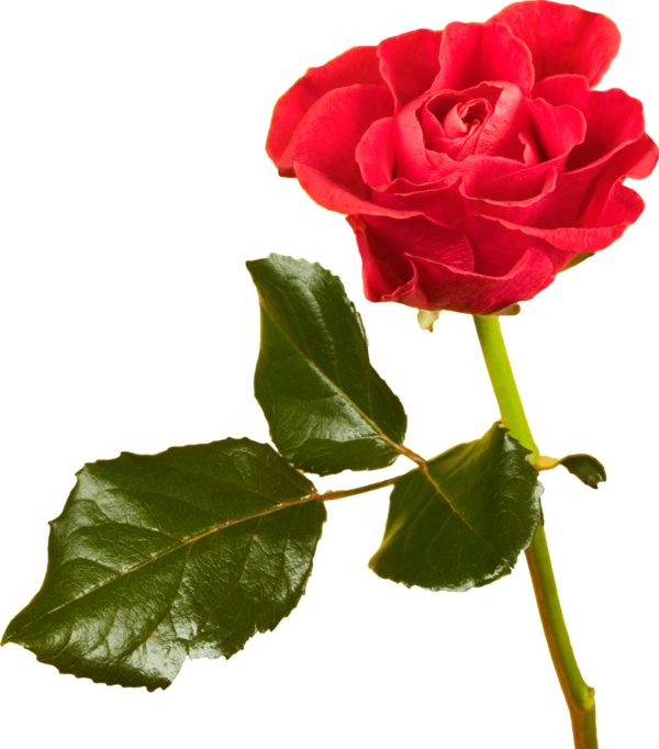 Transparent Beach Rose Flower Red Petal Plant for Valentines Day