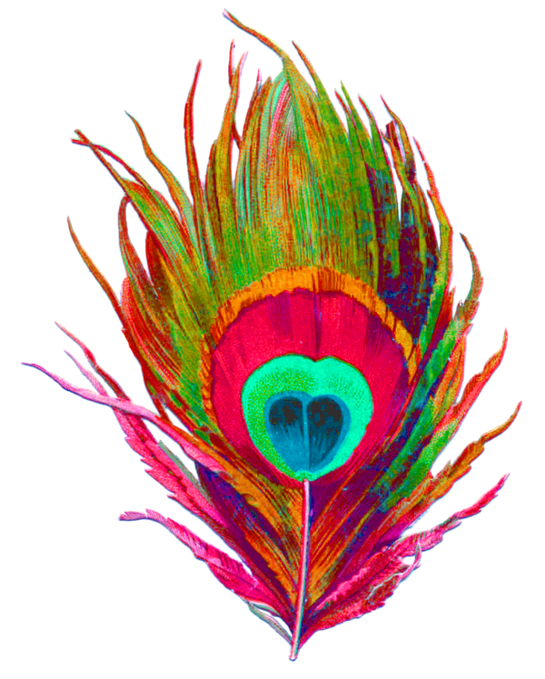 Transparent Krishna Peafowl Feather Colorfulness for Janmashtami