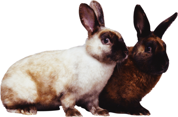 Transparent Hare Vocabulary Builder Rabbit Snout for Easter