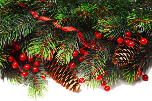 Transparent Fraser Fir Christmas Decoration Christmas Ornament Fir Pine Family for Christmas