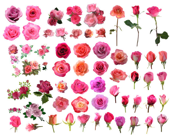 Transparent Garden Roses Flower Pink Plant for Valentines Day