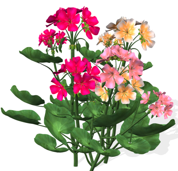 Transparent Flower Cut Flowers Floral Design Plant for Valentines Day