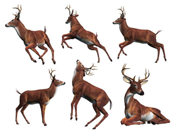 Transparent Reindeer Elk Whitetailed Deer Deer Wildlife for Christmas