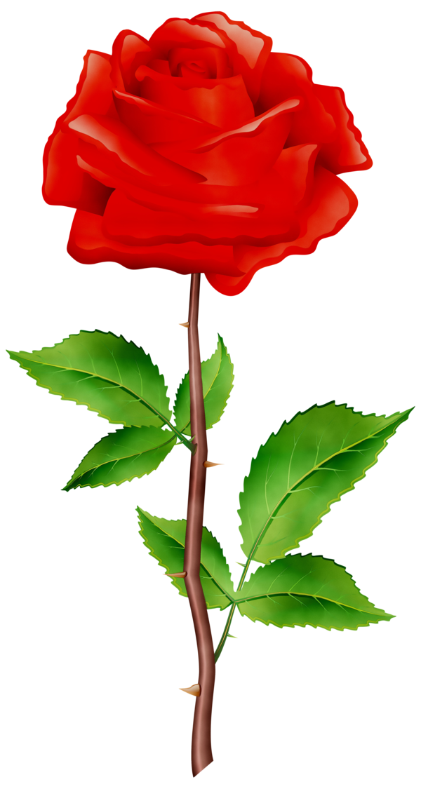 Transparent Garden Roses Cabbage Rose Floribunda Flower Rose for Valentines Day